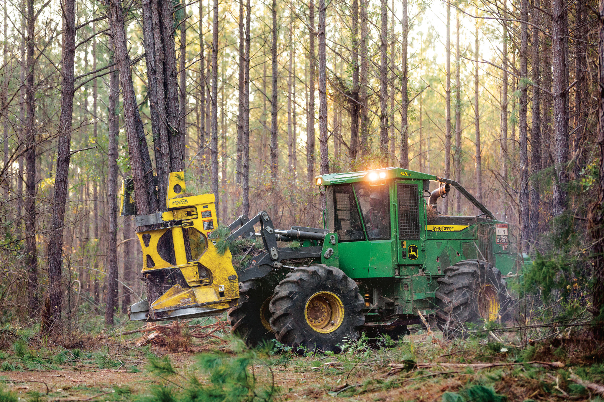 John Deere wheeled feller buncher cutting and clearing trees in a dense forest, using a yellow harvesting head amid tall pines, with debris and brush covering the forest floor.