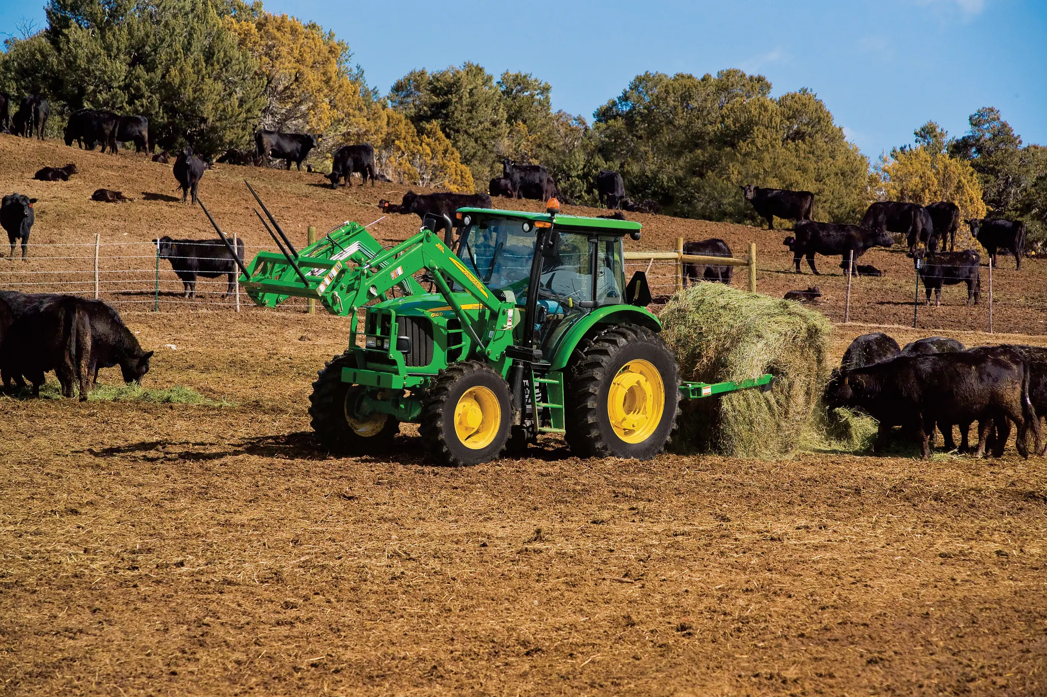 a Tractor with a BU1060 Bale Unroller unrolling a hay bale in an animal pen while cows graze on the hay