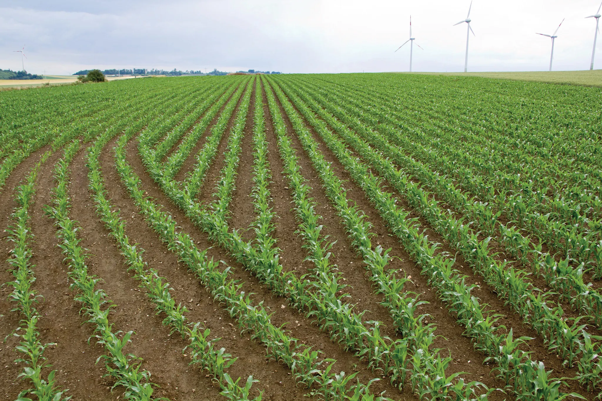 Rows of corn in a field
