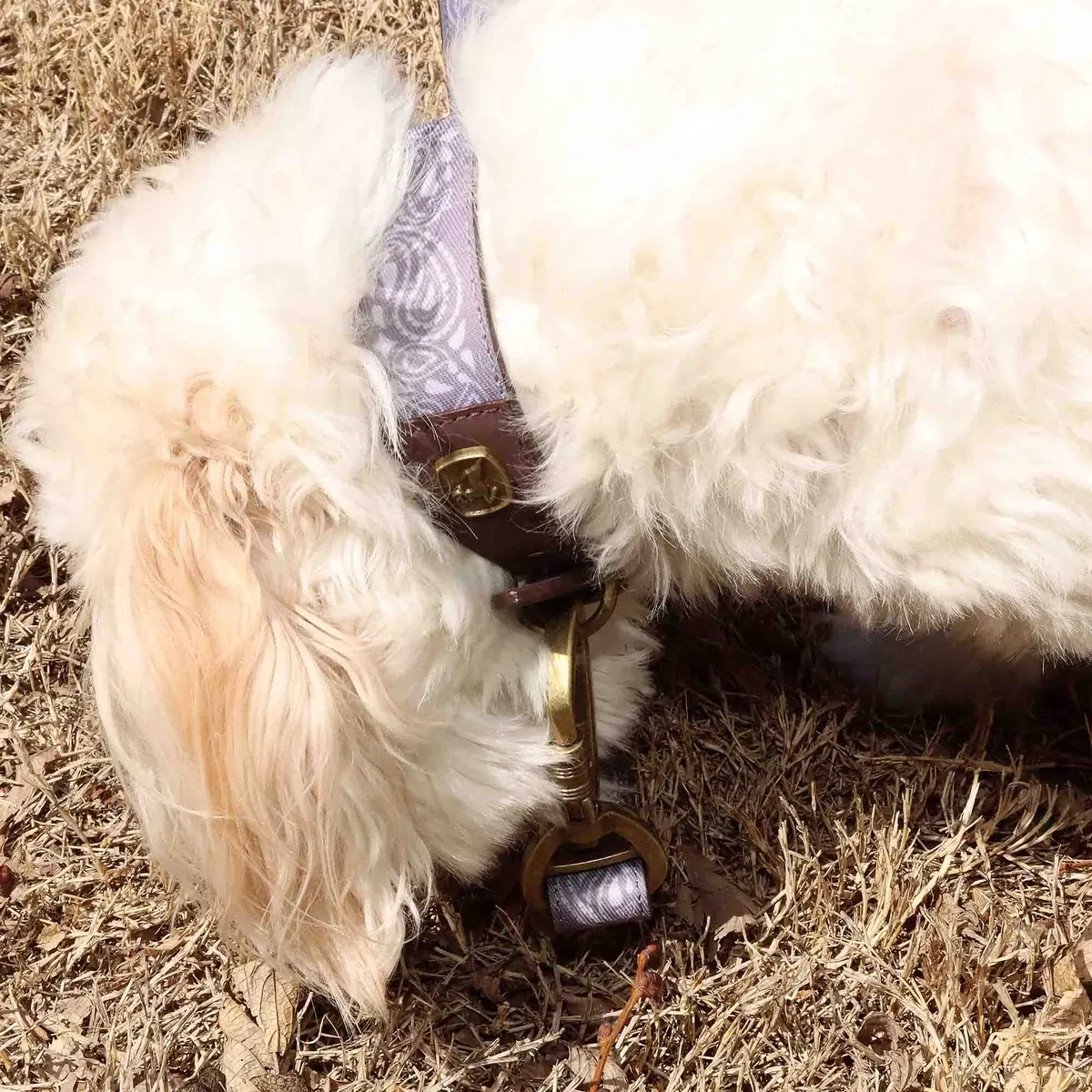 Patterened Dog Collar - Small