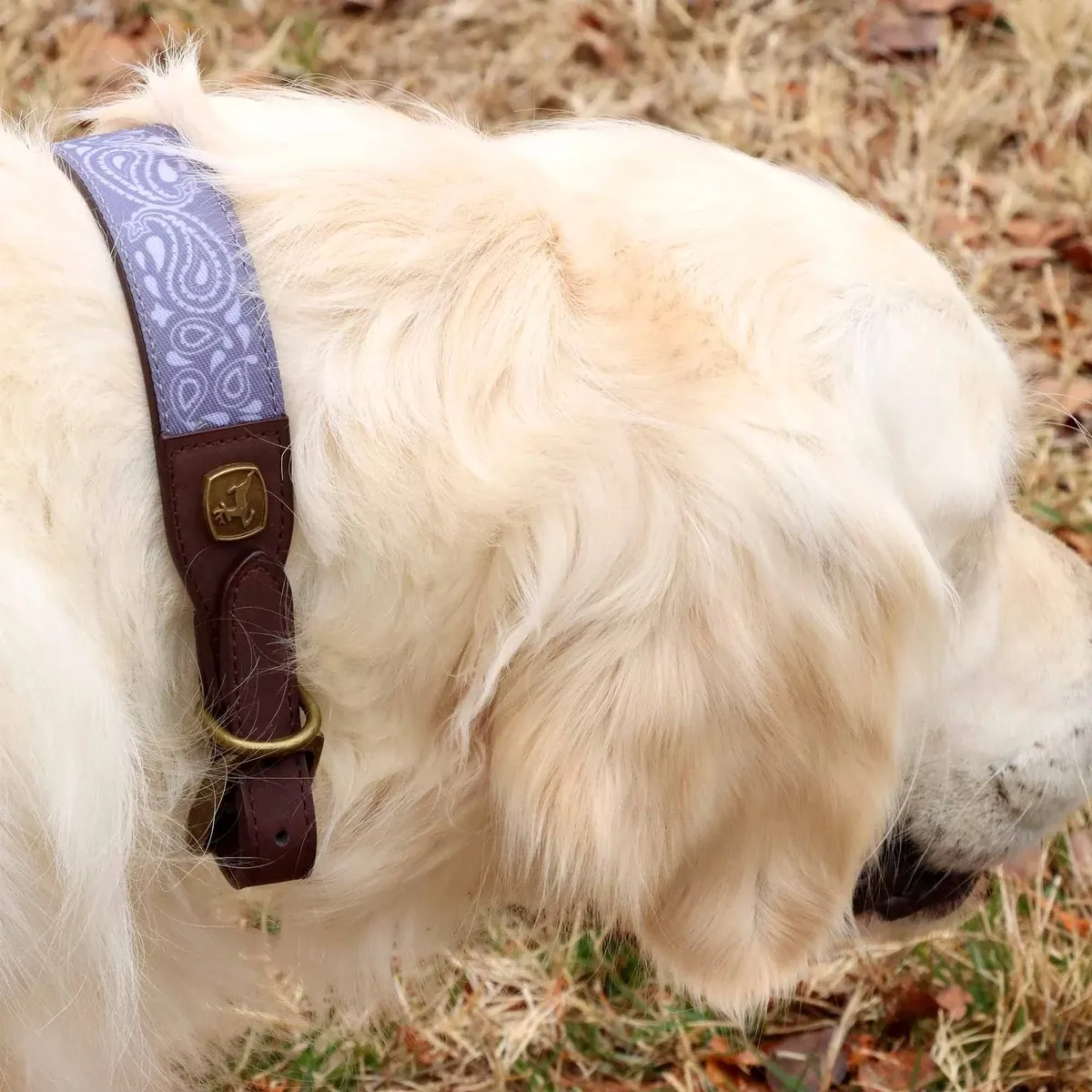 Patterened Dog Collar - Large