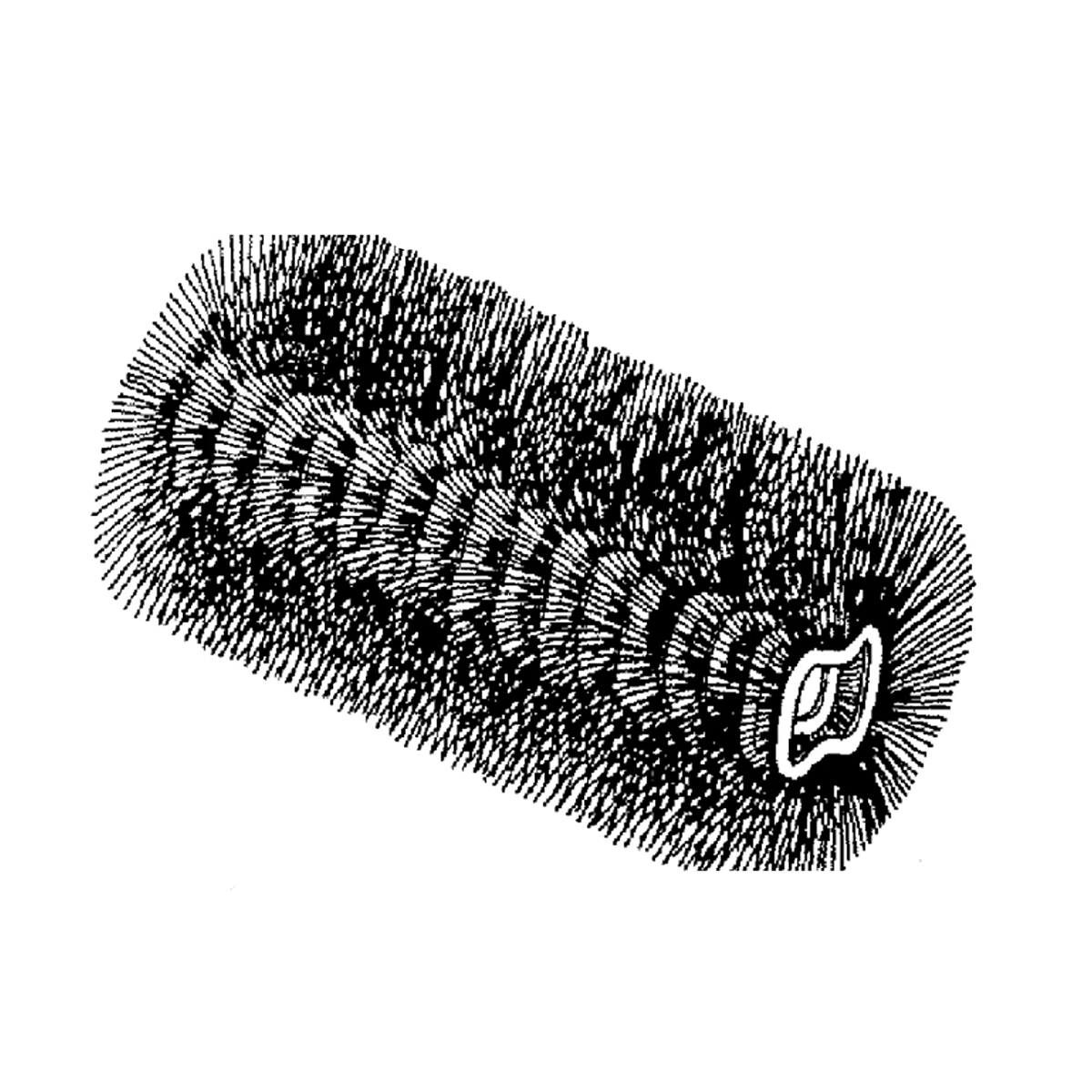 John Deere Rotary Broom Brush, (Package of 24) - AM134765