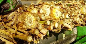 Close-up of corn cobs and stalks bundled lengthwise