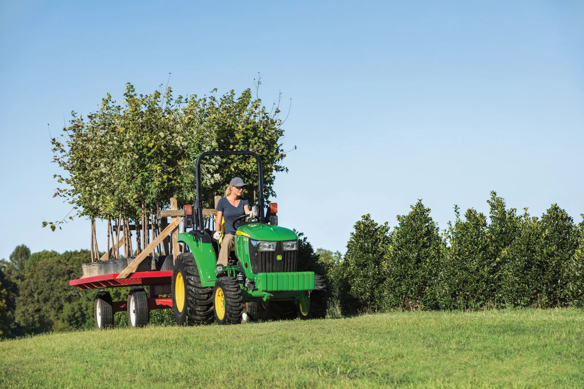 A green tractor driven across a grassy hill in an orchard pulls a trailer loaded with upright trees, with rows of dense greenery and a clear blue sky in the background