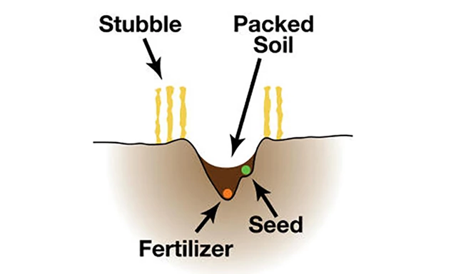 Diagram showing seed and fertilizer placement in soil. Fertilizer is placed below the seed level, and seeds are placed in shallow furrows with stubble on the surface.