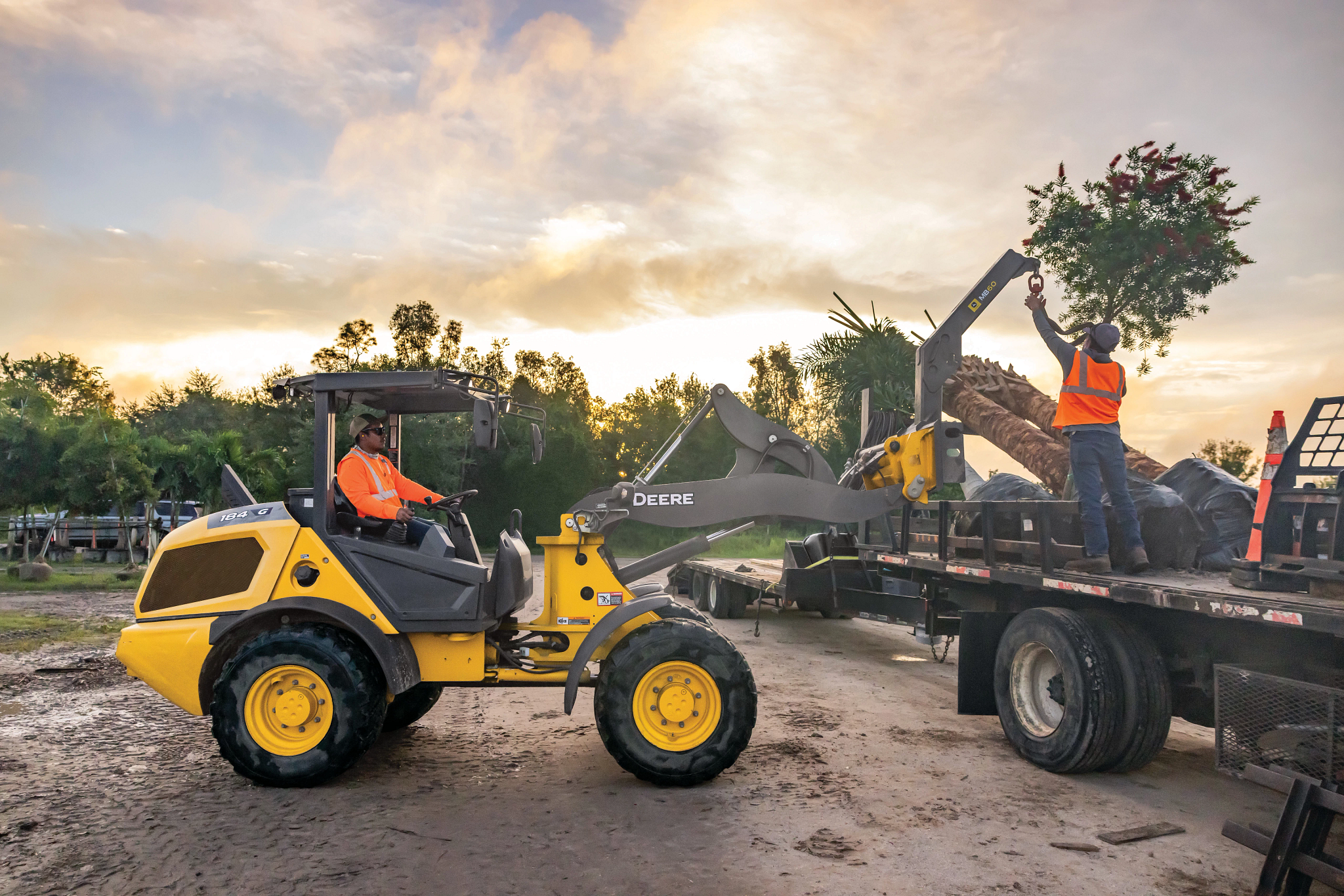 Yellow front-end loader transferring large palm trees to a flatbed truck at a construction site, with two workers in high-visibility vests guiding the load at sunset