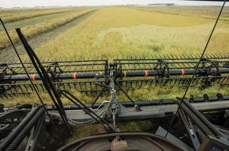 View from inside a windrower cab looking over the header as it cuts through a tall crop field, with rows of harvested plants visible