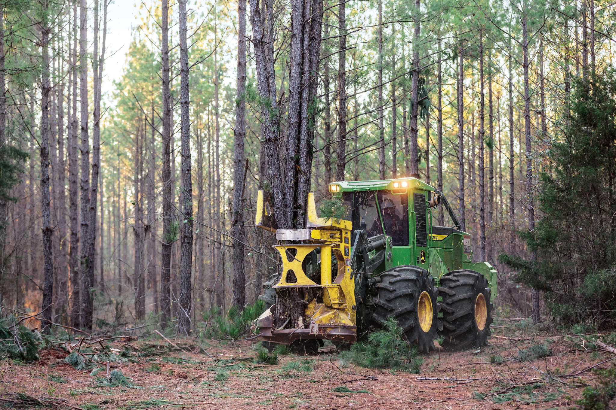 John Deere wheeled feller buncher cuts and gathers trees in a dense forest, with large tires and yellow cutting head clearing brush and timber on a forest floor covered with debris.