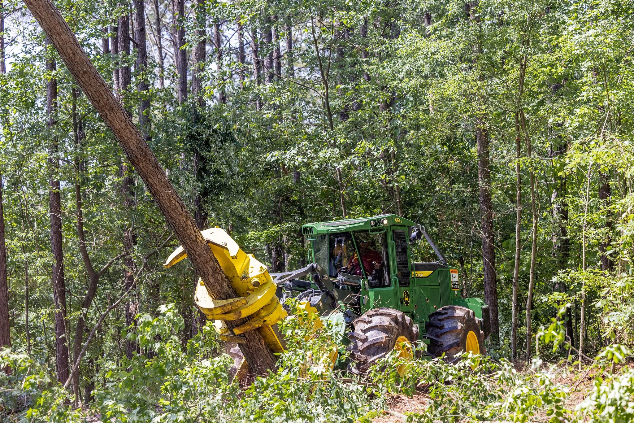 John Deere feller buncher cutting down a large tree in the woods