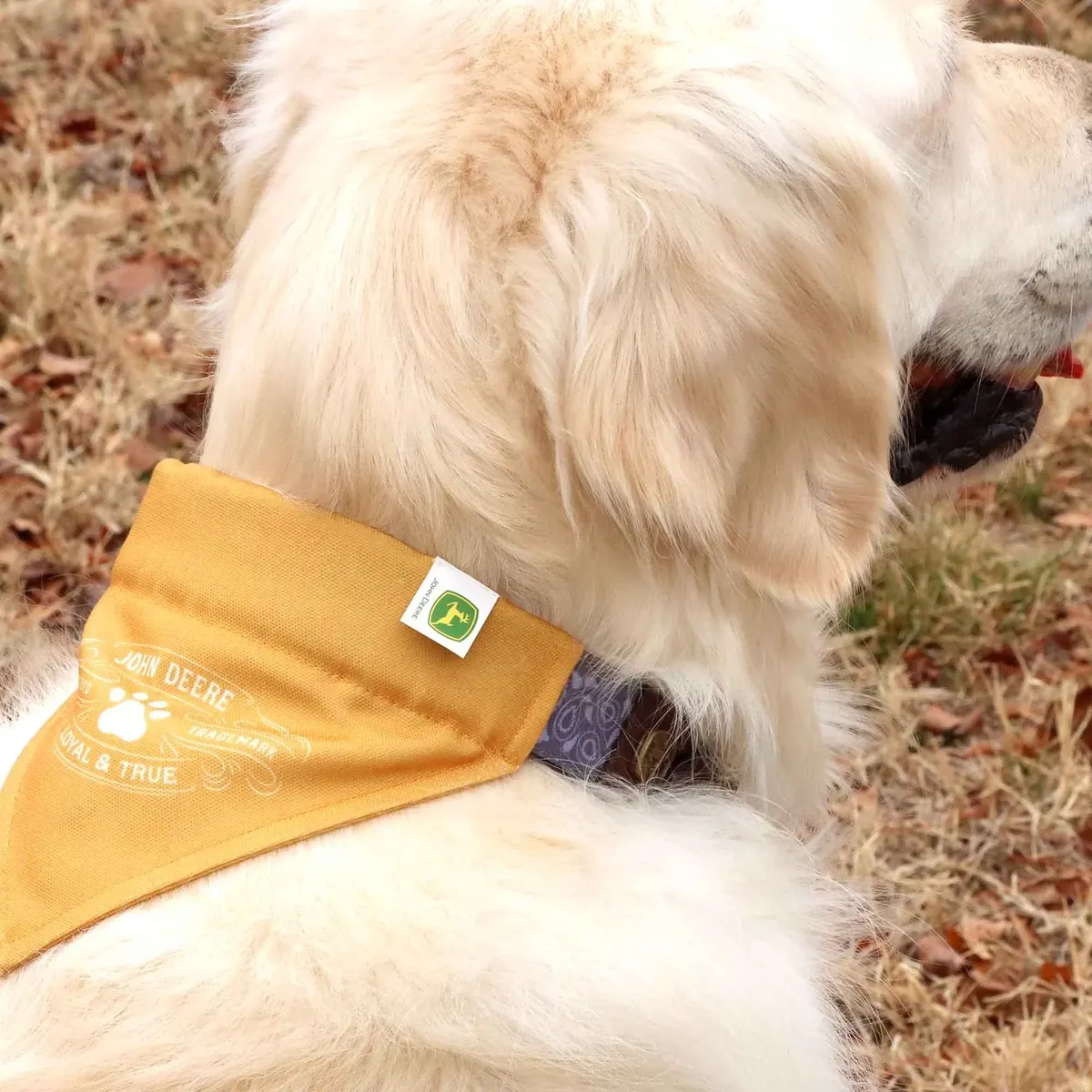 Loyal & True Dog Bandana