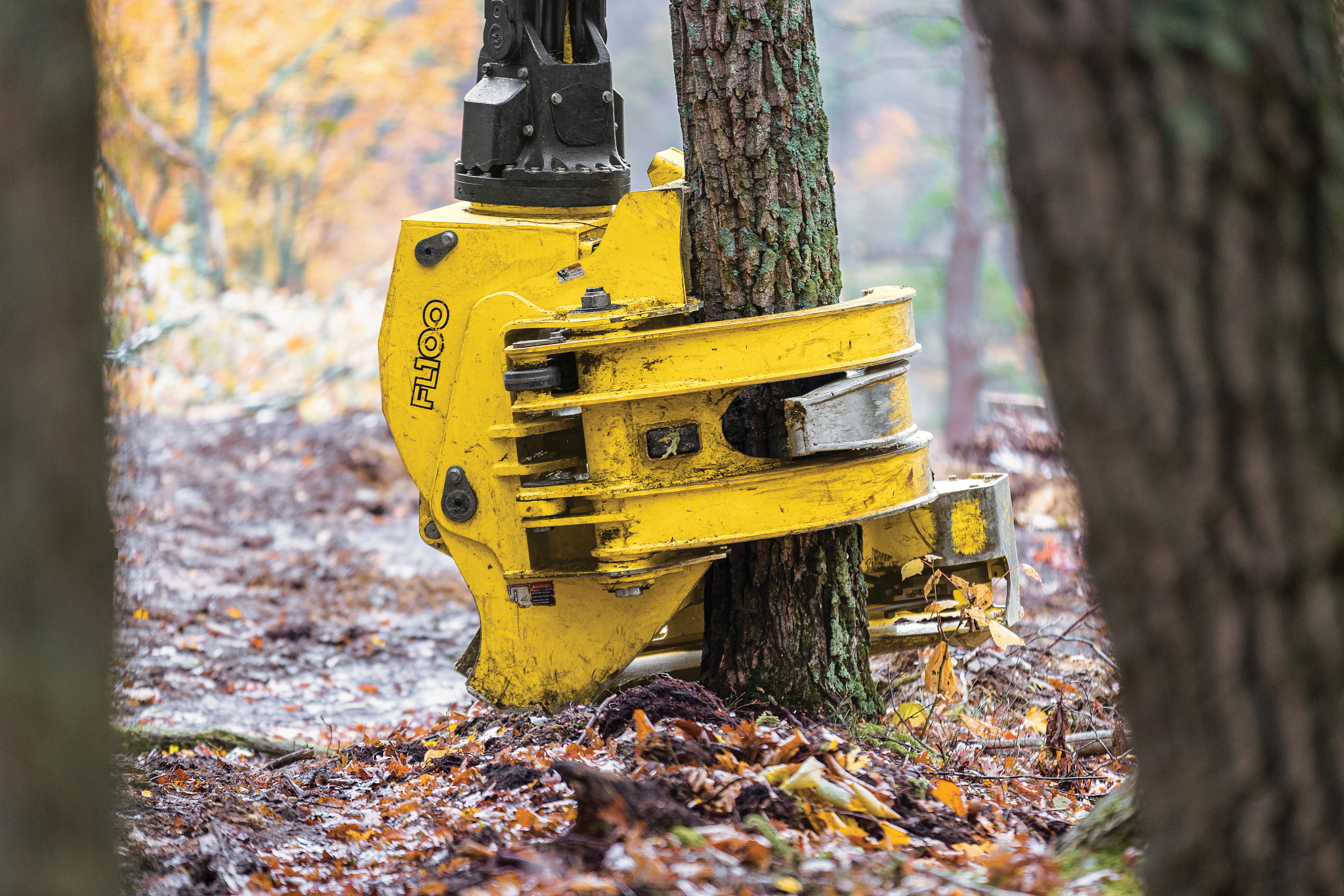 Close-up of a forestry cutting head gripping and cutting a tree trunk on a forest floor covered in leaves, with surrounding trees and soft, natural lighting in a wooded setting.